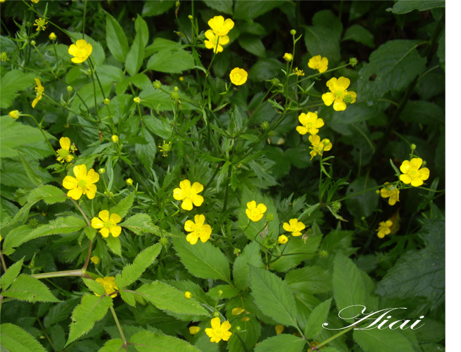 はがき絵日記 高山植物 ミヤマキンポウゲ 日々の語らい 喜び楽しみ感動