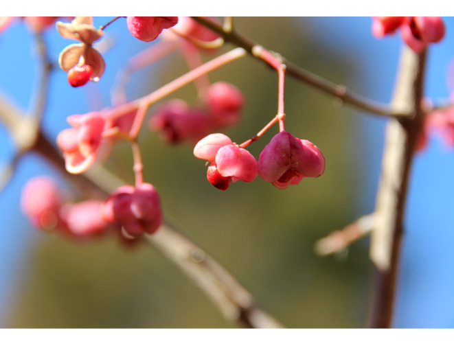 高尾山 冬の花と赤い実 日々の語らい 喜び楽しみ感動