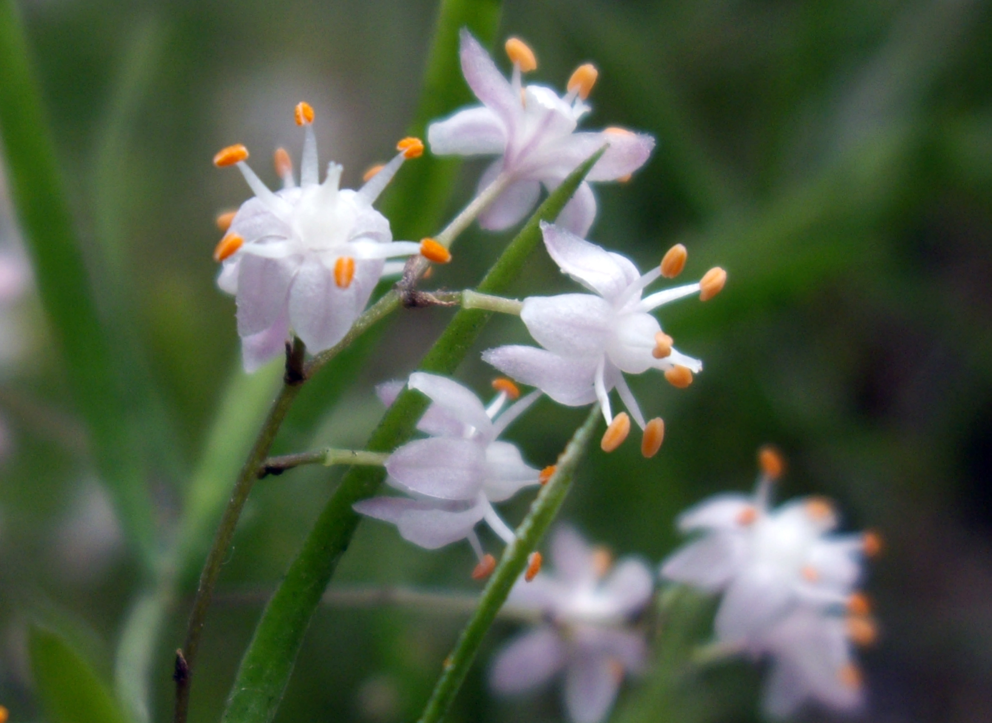 アスパラガスの花が咲きました 日々の語らい 喜び楽しみ感動