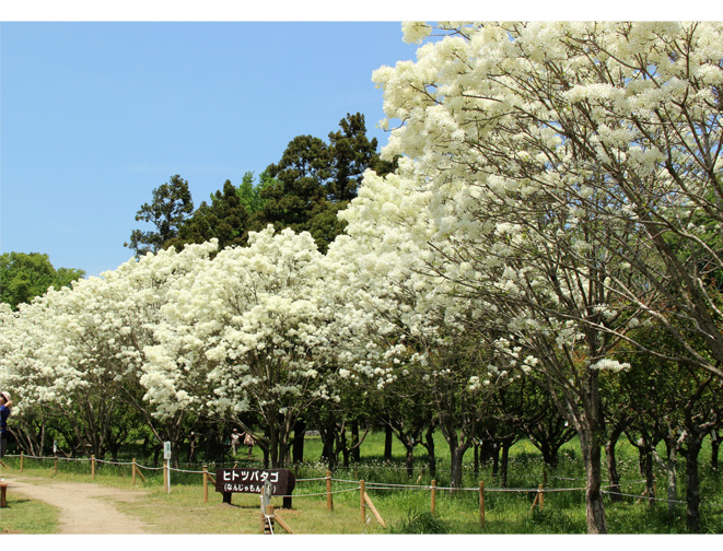 なんじゃもんじゃの木 ヒトツバタゴ ハンカチノキ 純白の花が満開 日々の語らい 喜び楽しみ感動