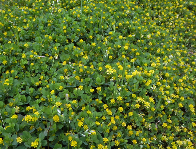 はがき絵日記 コメツブツメクサ 野の花 日々の語らい 喜び楽しみ感動